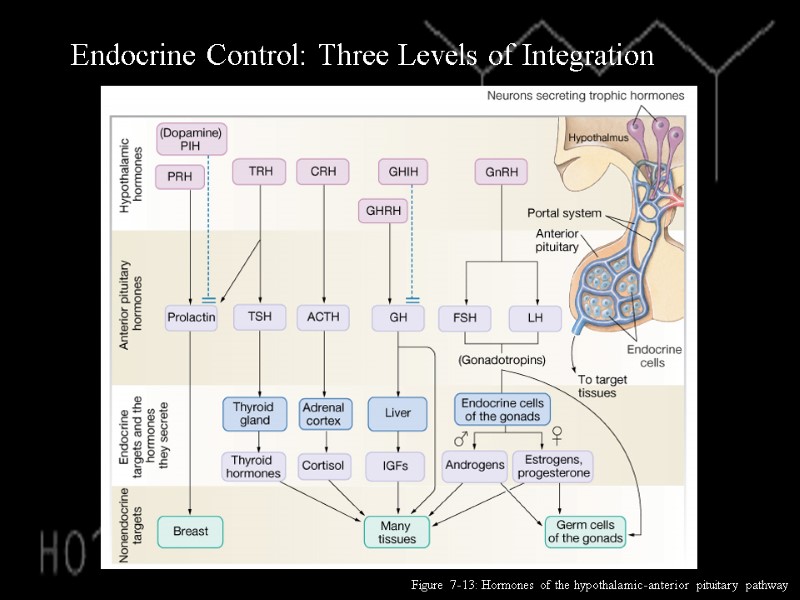 Endocrine Control: Three Levels of Integration Figure 7-13: Hormones of the hypothalamic-anterior pituitary pathway